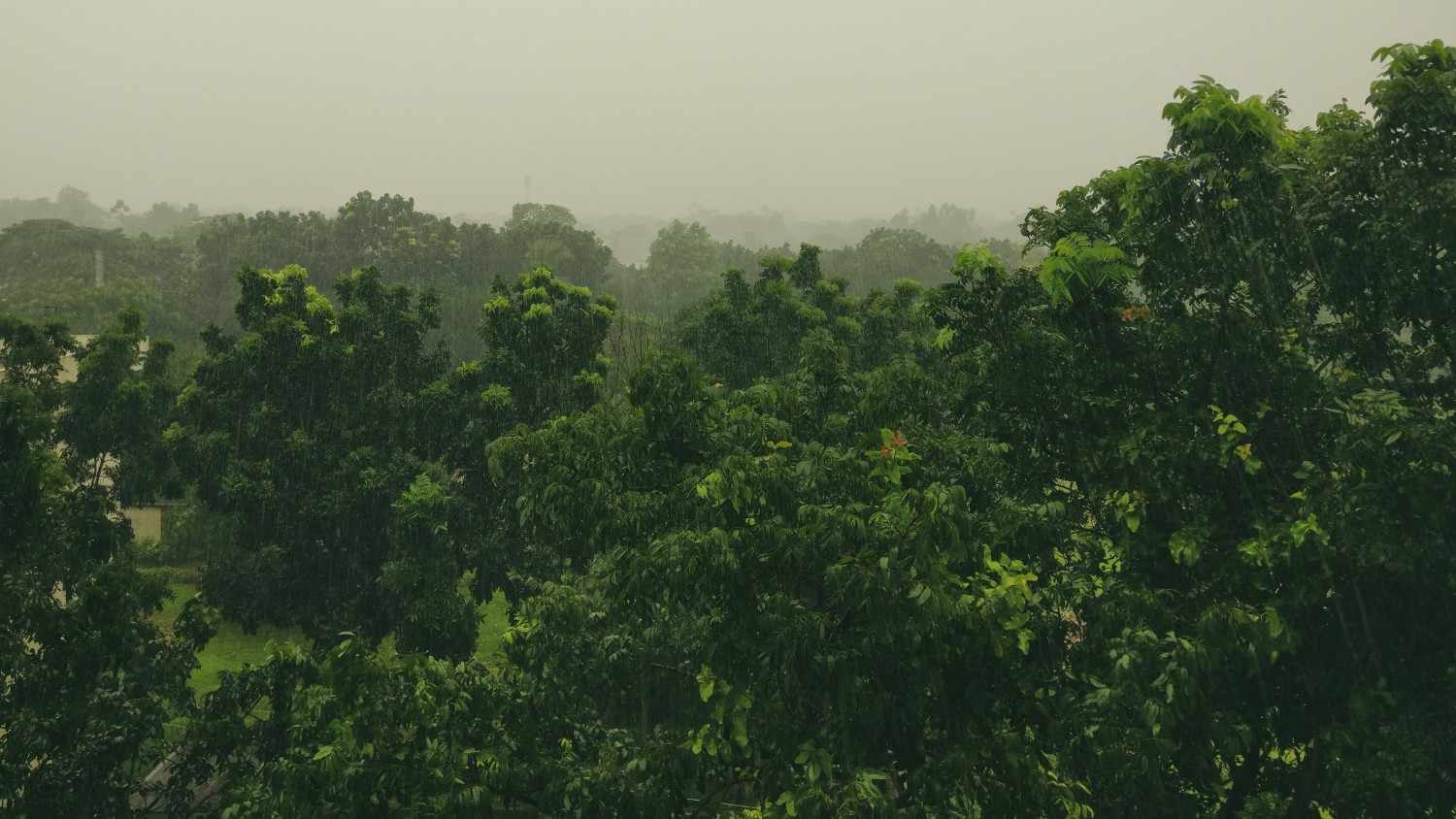 Lush forest of Kheoni